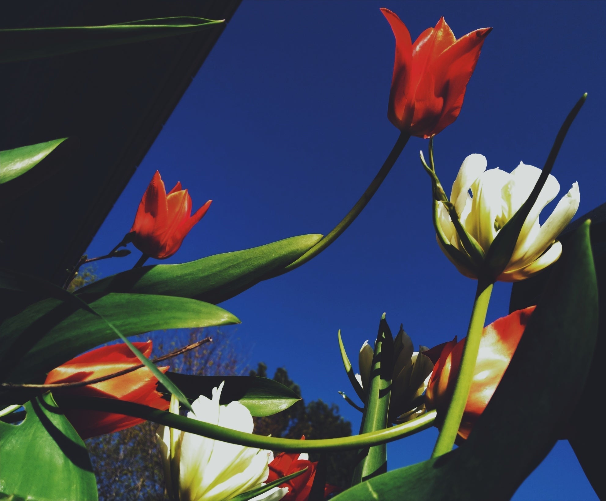 low to the ground perspective of rose red and white rose flowers pointed up toward a darker blue tone sky