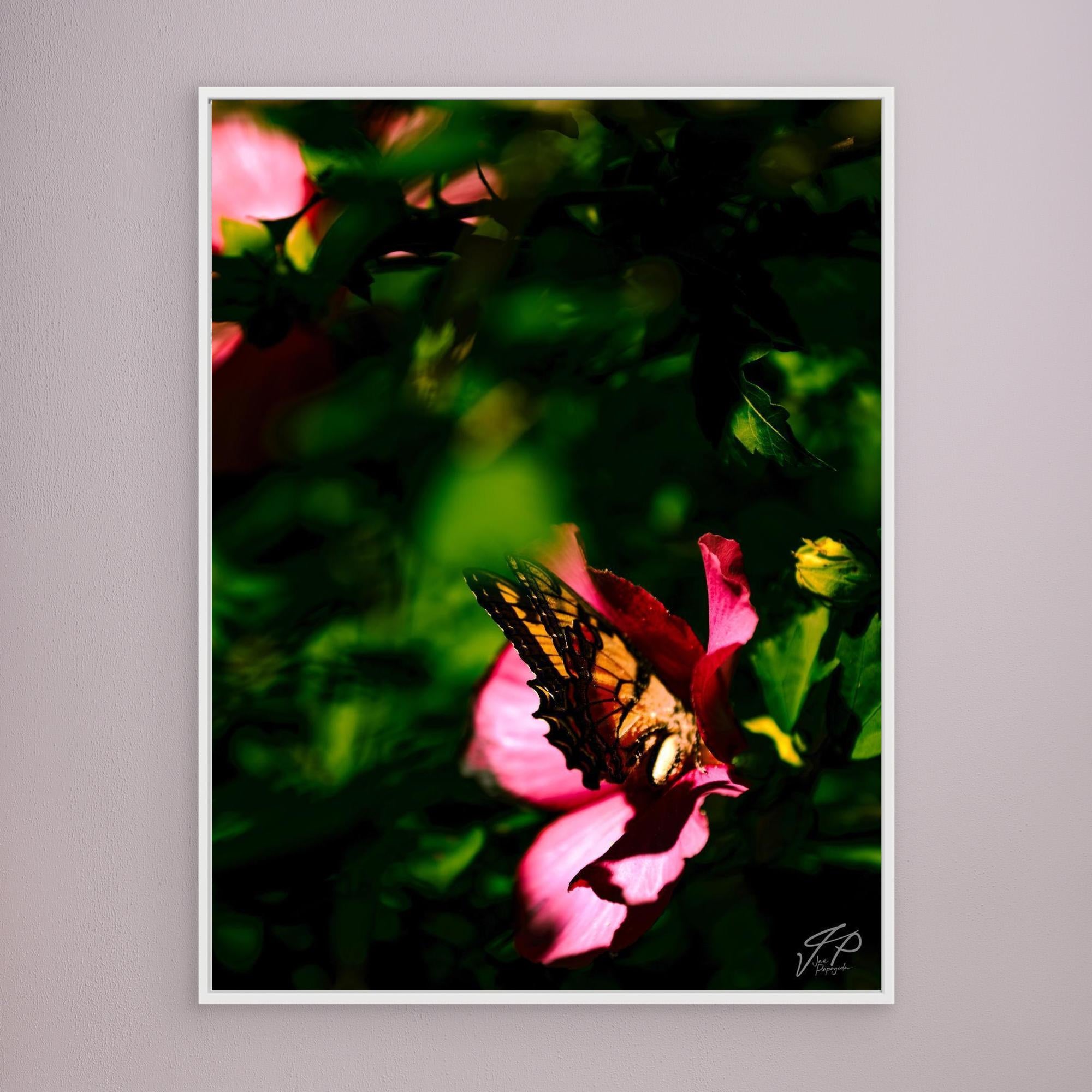 A canvas print of a photograph showing a butterfly with its wings veiled in elegance, resting on a pink flower with green leaves in the background.