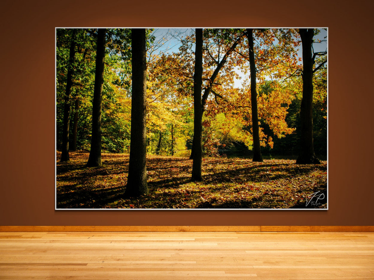 Framed photograph of a forest with autumn leaves on a brown wall.