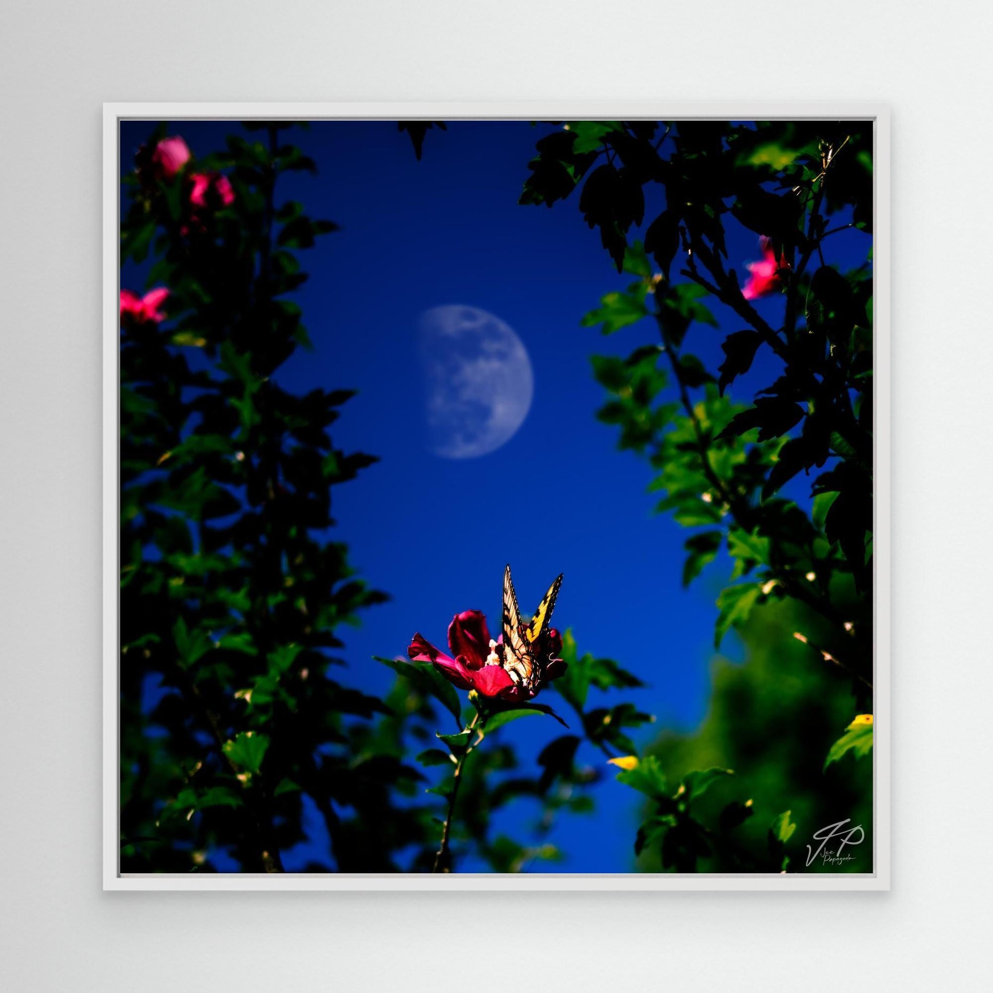 A framed canvas print of a fine art photograph showing a butterfly on a flower with a moonlit sky and green foliage in the background.