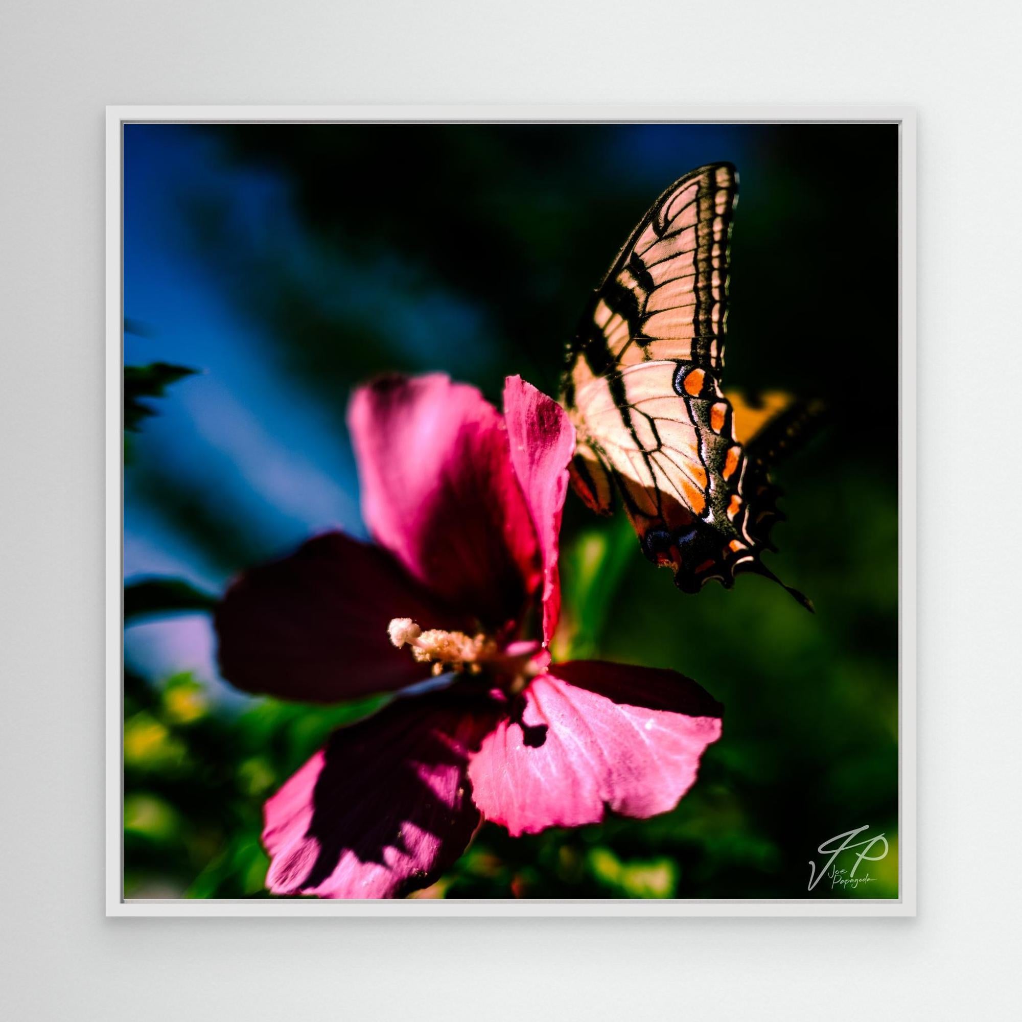 A canvas print of a butterfly photograph, with the butterfly positioned on a pink flower. The image is framed and displays the artist's signature.