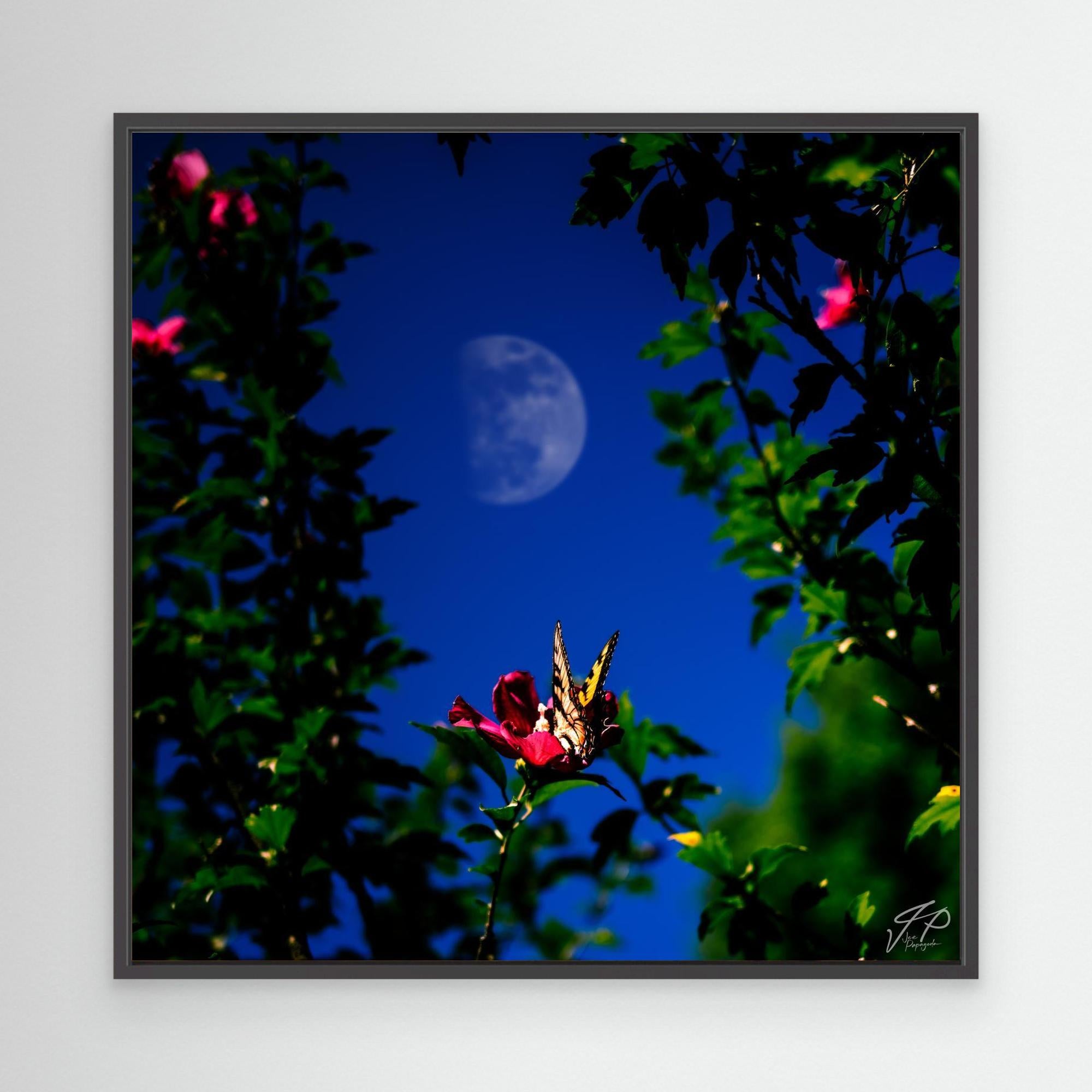 A framed canvas print of a fine art photograph showing a butterfly on a flower with a moonlit sky and green foliage in the background.