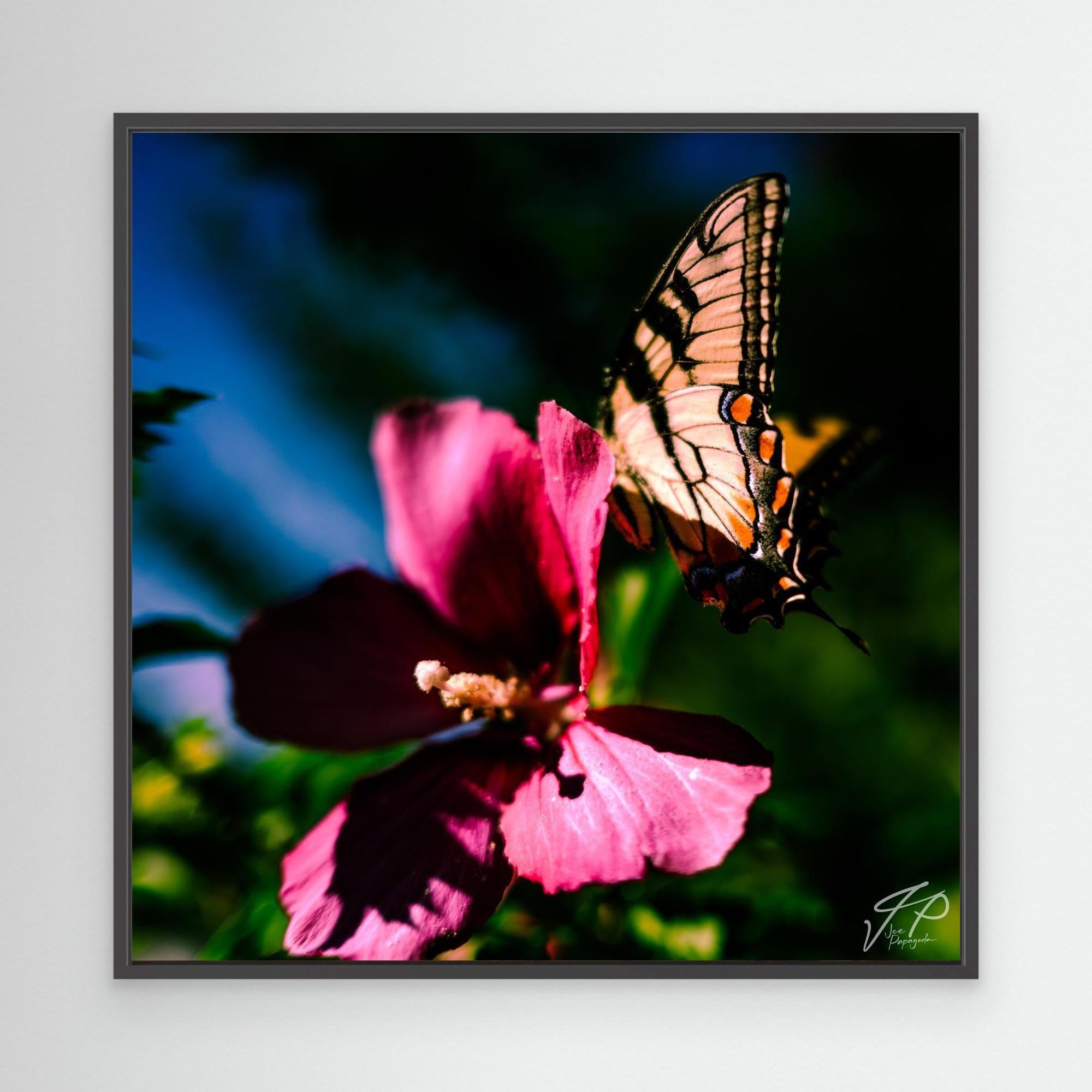 Close-up photograph of a butterfly perched on a vibrant pink flower with a blurred blue and green background.