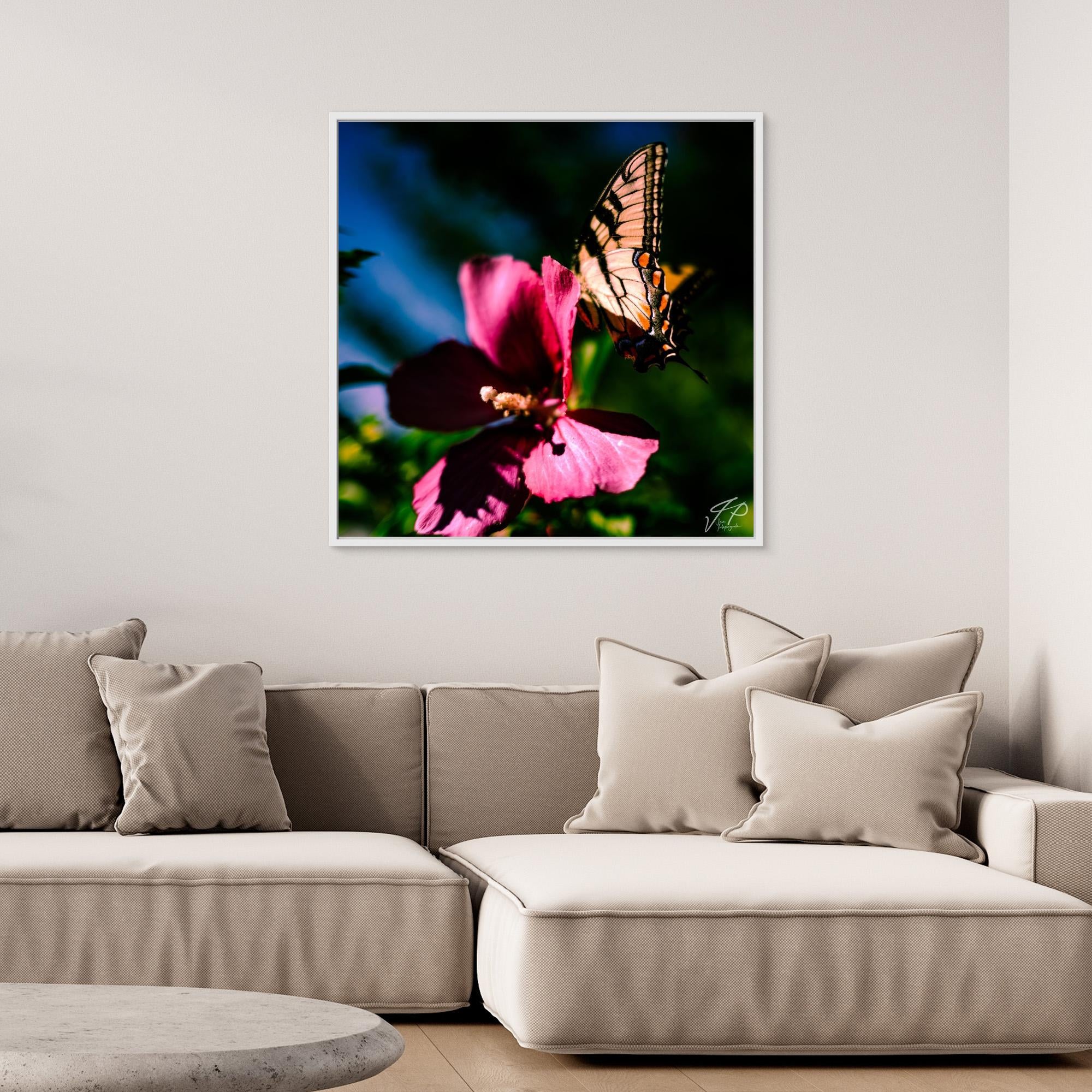 Framed photo of a butterfly on a pink flower.