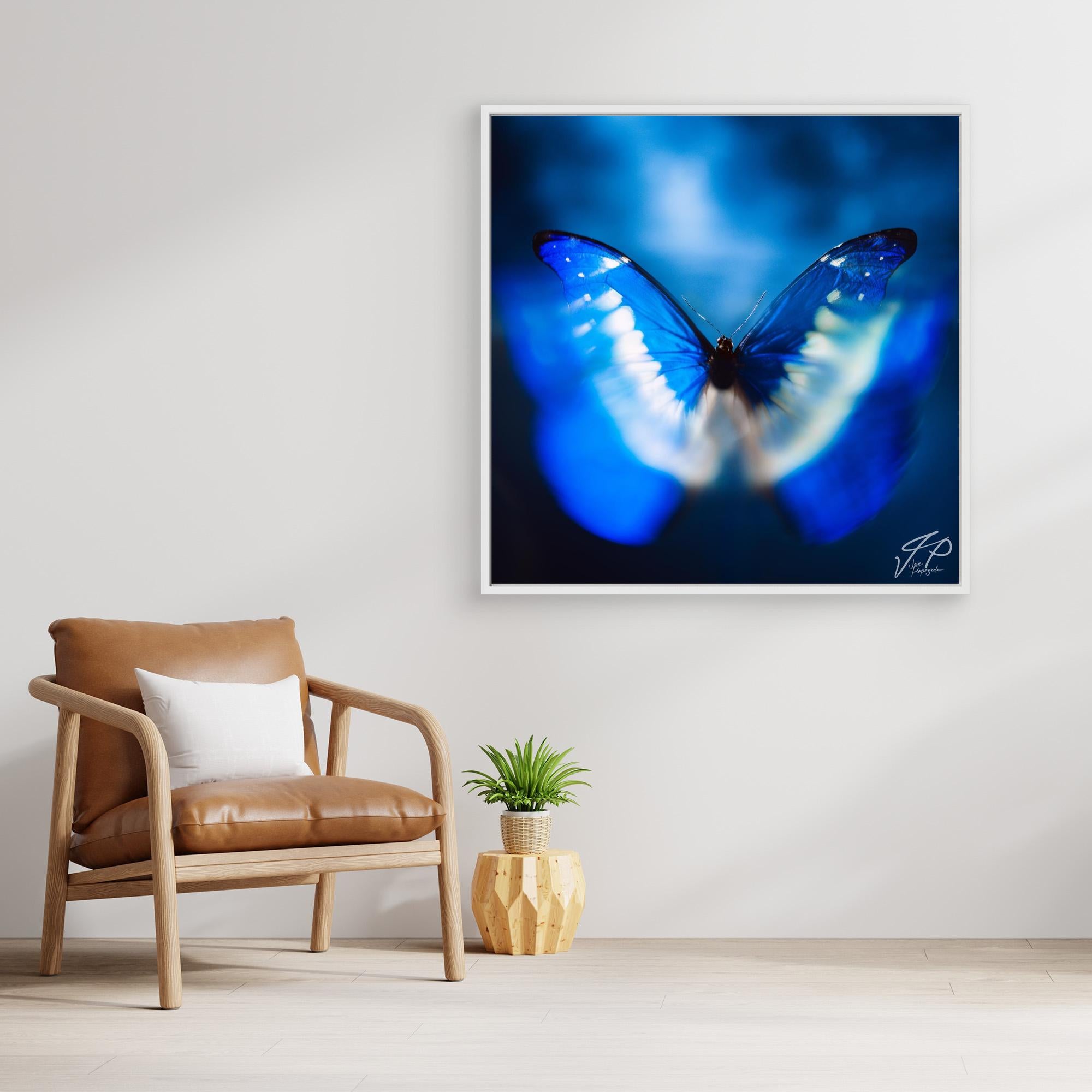 Photograph of a blue butterfly with blurred wings above a brown leather chair and small potted plant.